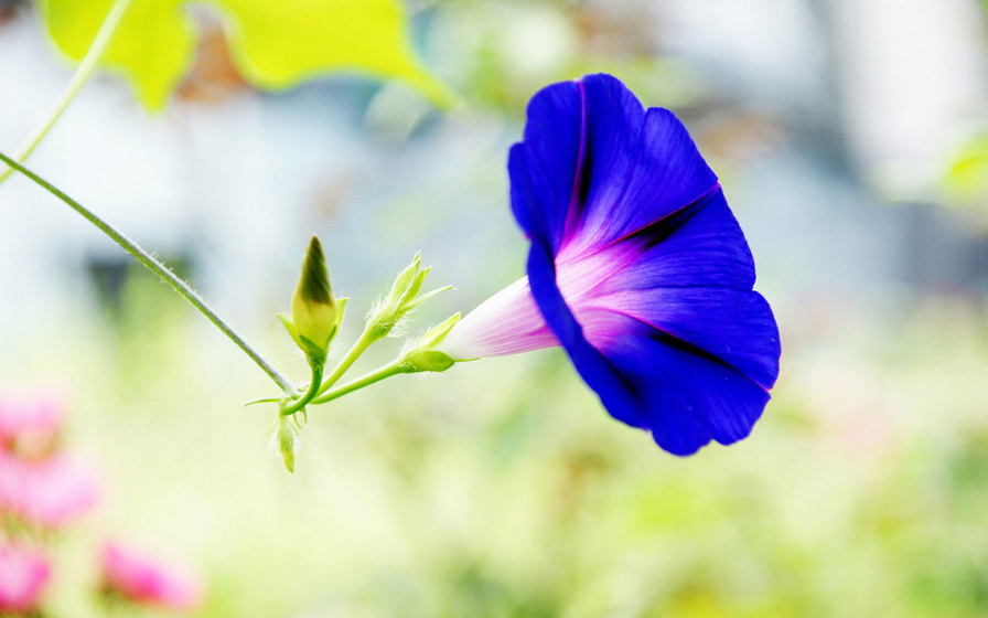 ট ইট র 切ない花言葉 アサガオ 夏の風物詩 とも呼ばれる花 花言葉は はかない恋 これは 朝に咲いた花 が午後にはしぼんでしまうという 花の寿命が短命なことに由来しています