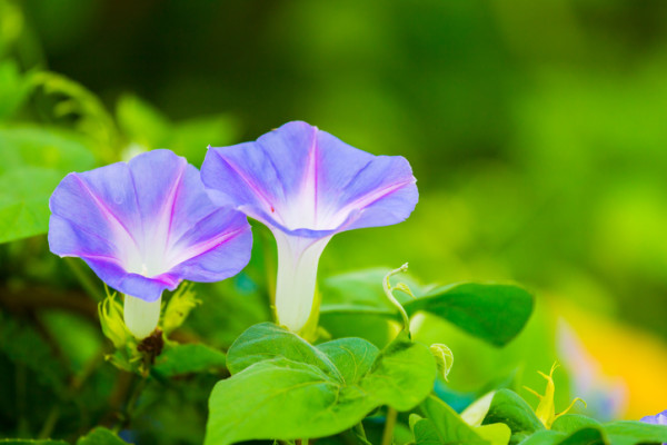 ট ইট র 切ない花言葉 アサガオ 夏の風物詩 とも呼ばれる花 花言葉は はかない恋 これは 朝に咲いた花 が午後にはしぼんでしまうという 花の寿命が短命なことに由来しています