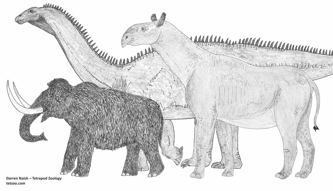 Sketsa Gajah Hitam Putih : 99 Gambar Gajah Animasi Berwarna Gratis