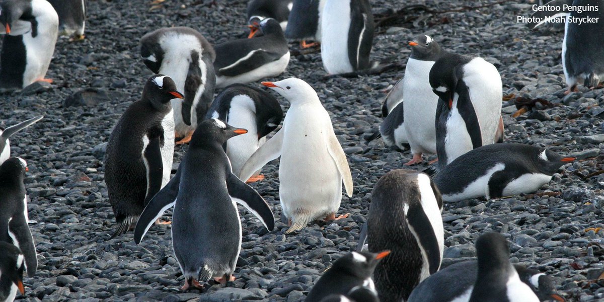 audubonsociety's tweet photo. Once during an expedition to Antarctica, experienced birder Noah Strycker spotted an extremely rare white penguin. https://t.co/YuLyeZIeZD https://t.co/EfSlB4XdGM