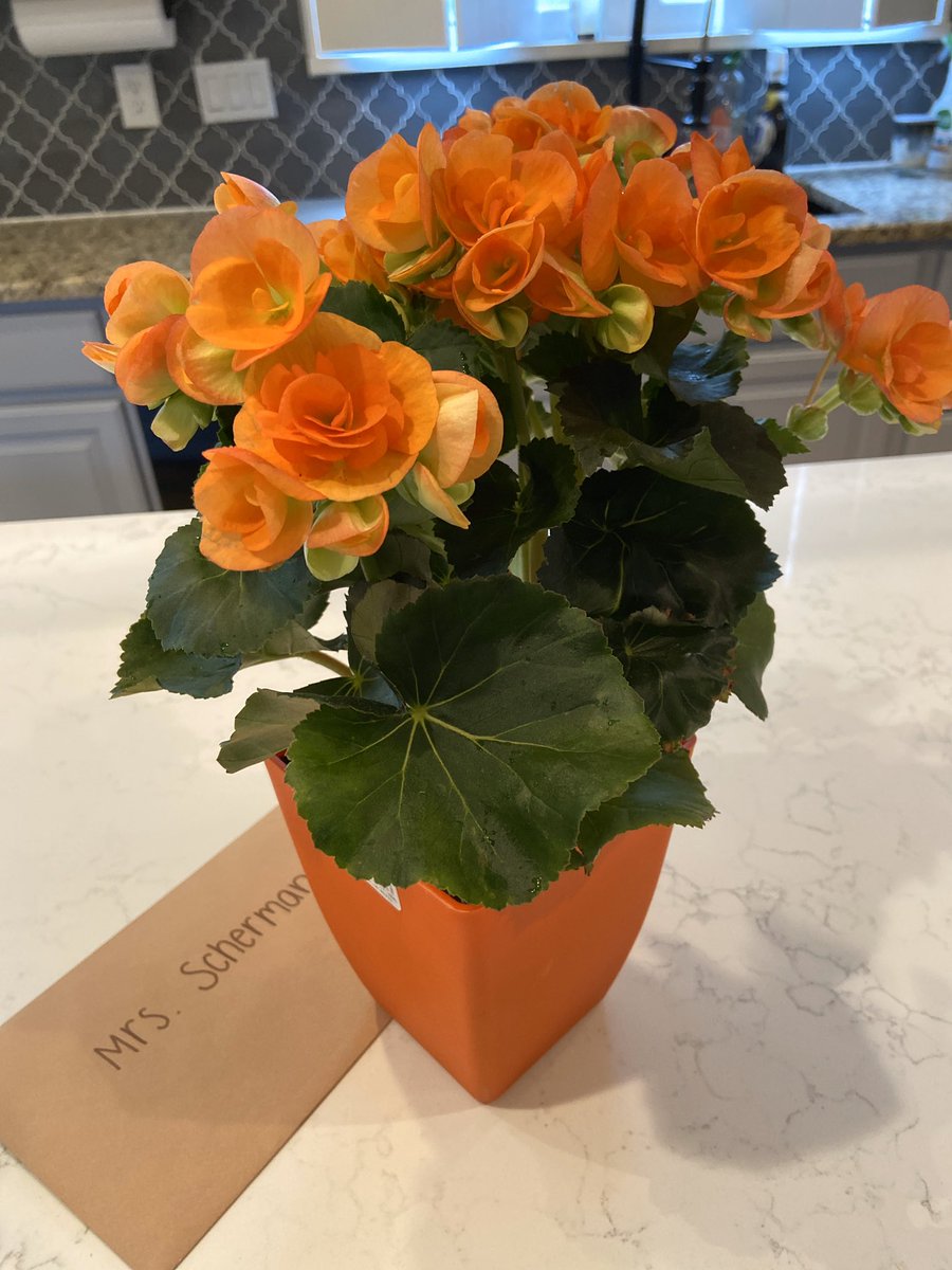 SchermsLHS's tweet photo. Iโm obsessing over this orange begonia I got for a gift. I want my entire lawn lit up in Tiger orange like this. Did everyone cover their precious babies last night? Iโm hoping my garden survived ๐ฌ . #plantmom #botanyiscool ๐ฑ ๐บ ๐ณ https://t.co/47Og6r7a4J