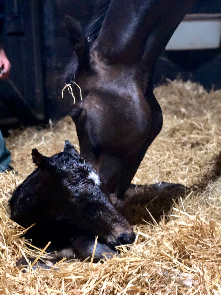 cliff_stud's tweet photo. Last nights arrival of this lovely colt by @coolmorestud stallion Yeats, brings our foaling season to a close. Mum and baby doing well and will be out in the sunshine later. Hopefully another future Cheltenham winner for @NRuthJefferson
#foallife #cliffstud #rearingwinners https://t.co/bKF8U810l1