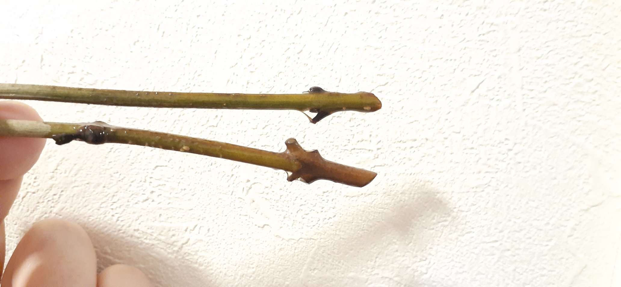 たまごはん 園芸部 4つの鉢に株分けしてあった シマトネリコ たち 主幹を太くさせつつ枝数を増やす為 剪定をしました コチラは全てビフォーの様子 ひと鉢にまとまっていた時ギュッと束ねていたので みんな弓なりにクセがついてしまっています