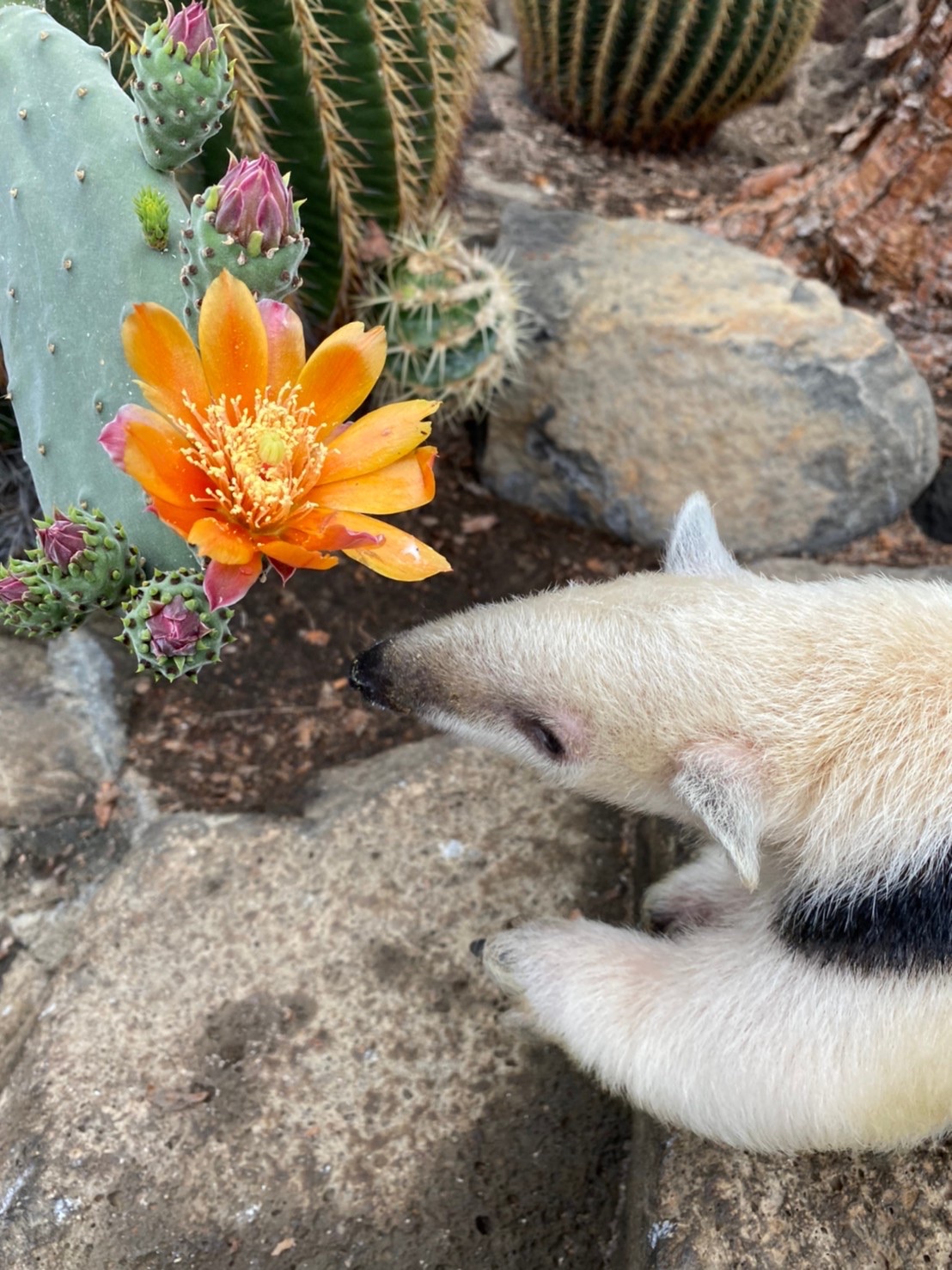 伊豆シャボテン動物公園公式ツイッター ふすっ 3 ふすすっ 3 なんだか甘い蜜の匂いがするぞぉ ガシっ ペロペロ 伊豆シャボテン動物公園 ミナミコアリクイ トト 休園中の動物園 ウチワサボテン T Co Nuwgh1fpxi Twitter
