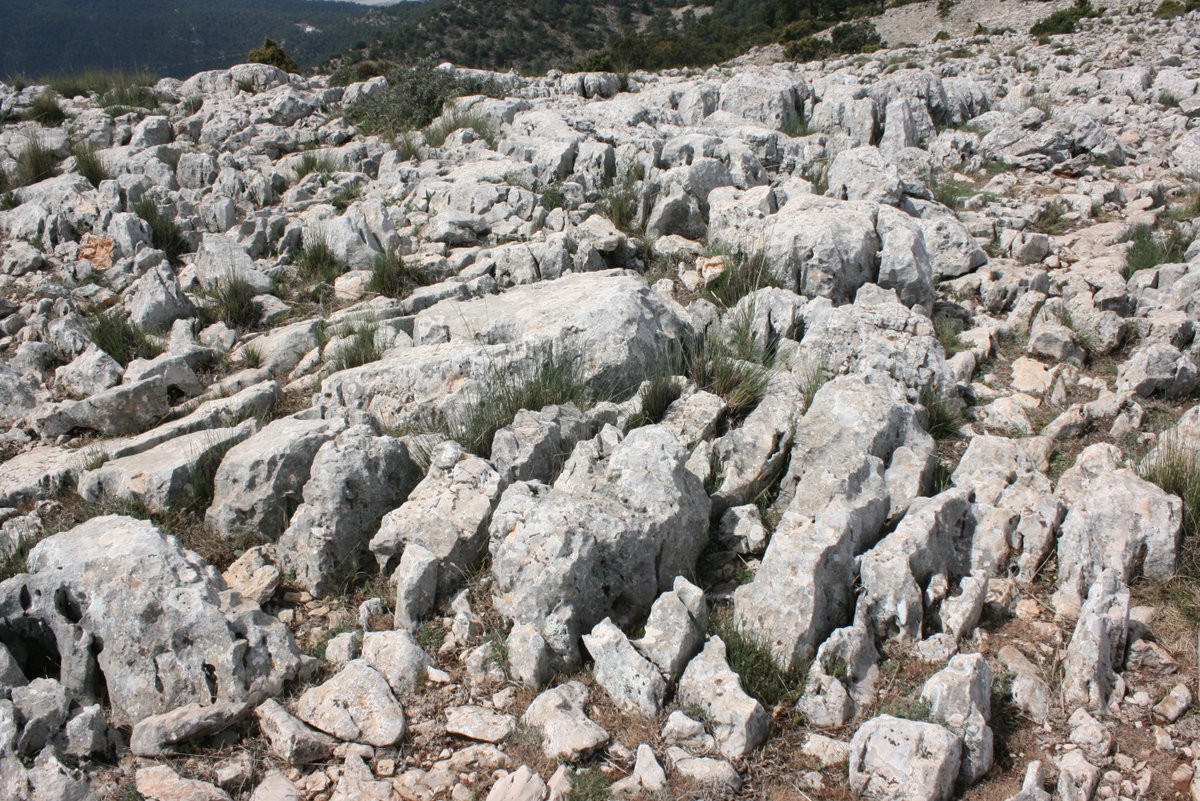 SierraEspunaPR's tweet photo. La acción del agua disolviendo la roca caliza nos obsequia con este bonito #lapiaz en las cumbres de #SierraEspuñaPR.⛰️
😏¿Has tenido la suerte de ver alguna vez este “mar de piedra”?
🤓¿Quieres saber más? p.16 🖱️https://t.co/oqePbLYz70
😃#Geolodia20 #geolodiaencasa https://t.co/0LDDqqQZSr