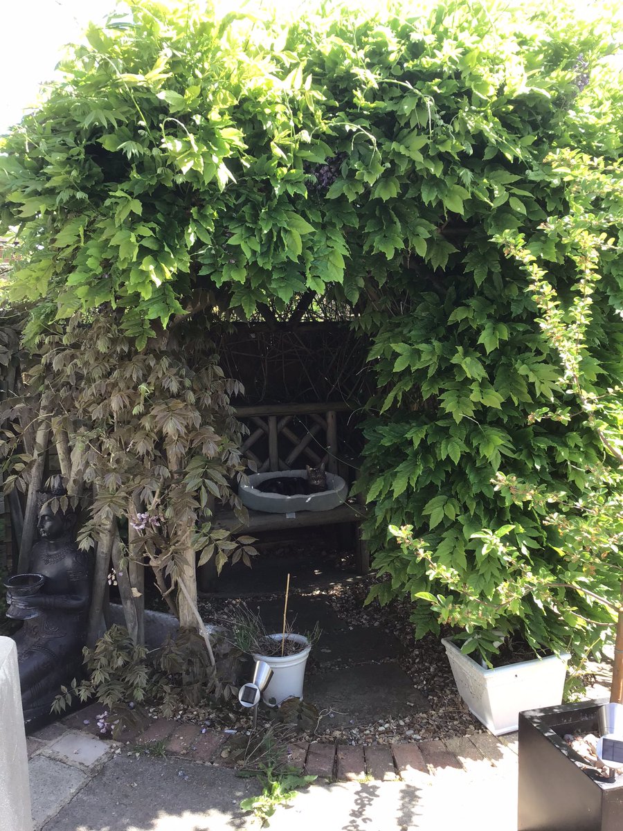 AnnabelEgerton's tweet photo. Another gorgeous day enjoying the garden. Feels like summer... for now ππ#MakingTheMostOfLockdown https://t.co/Zg4u6Kd0wJ