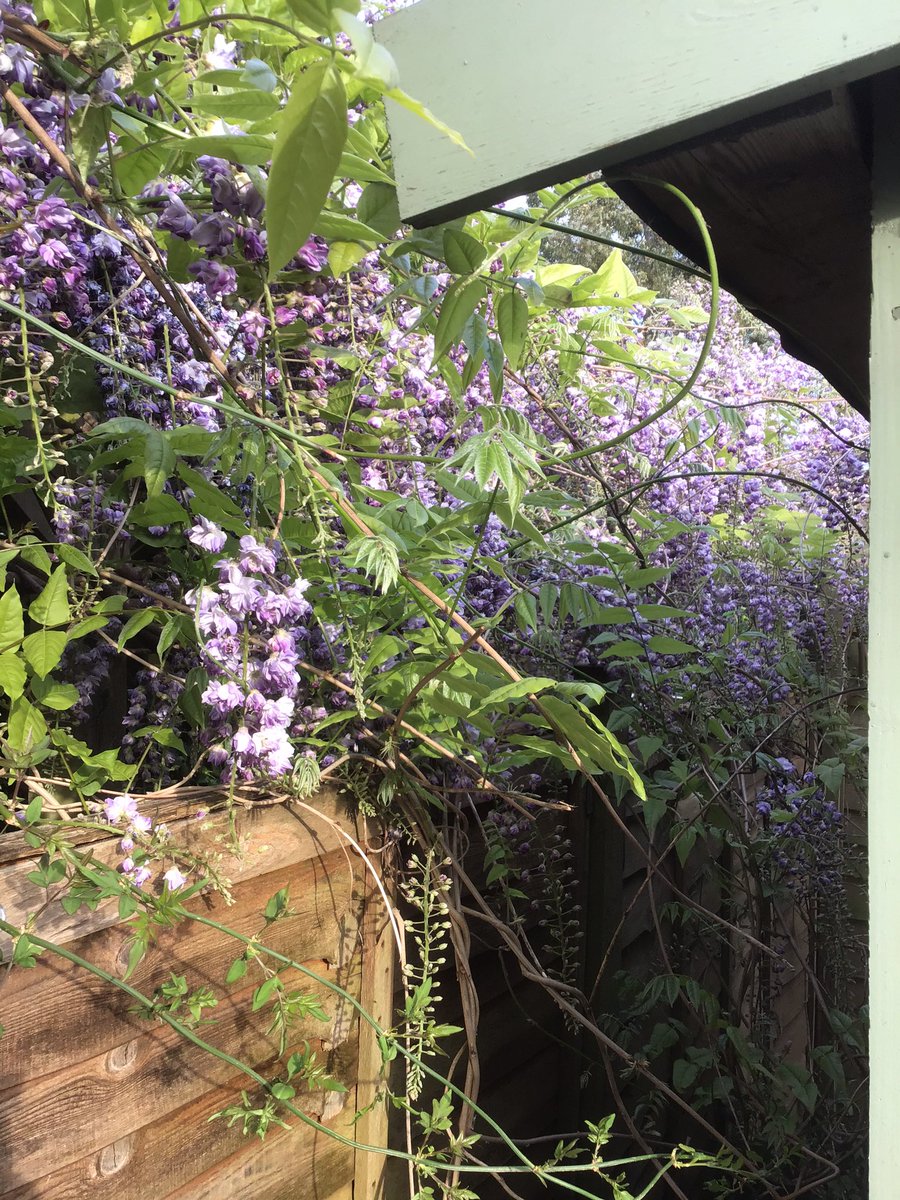 AnnabelEgerton's tweet photo. Another gorgeous day enjoying the garden. Feels like summer... for now ππ#MakingTheMostOfLockdown https://t.co/Zg4u6Kd0wJ