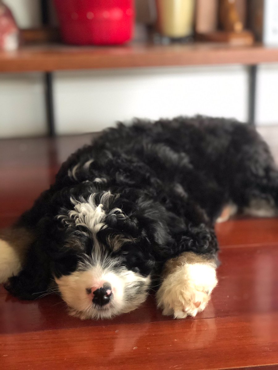 Adam C. Fields, MD MPH tweet media