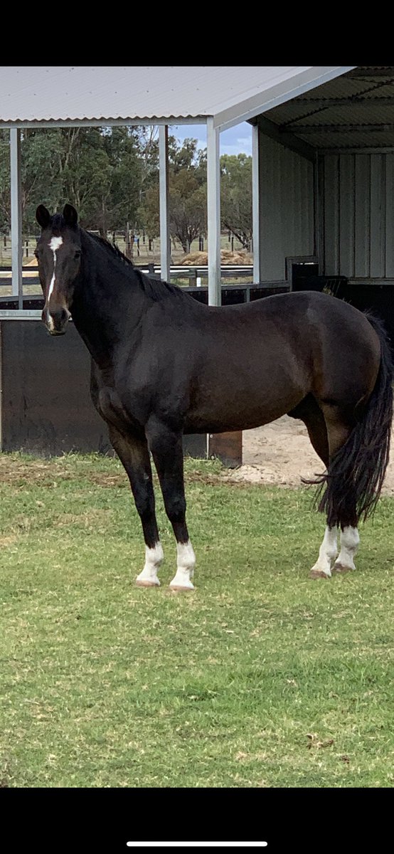 Today we said goodbye to this legend Run free buddy #imarocketstar