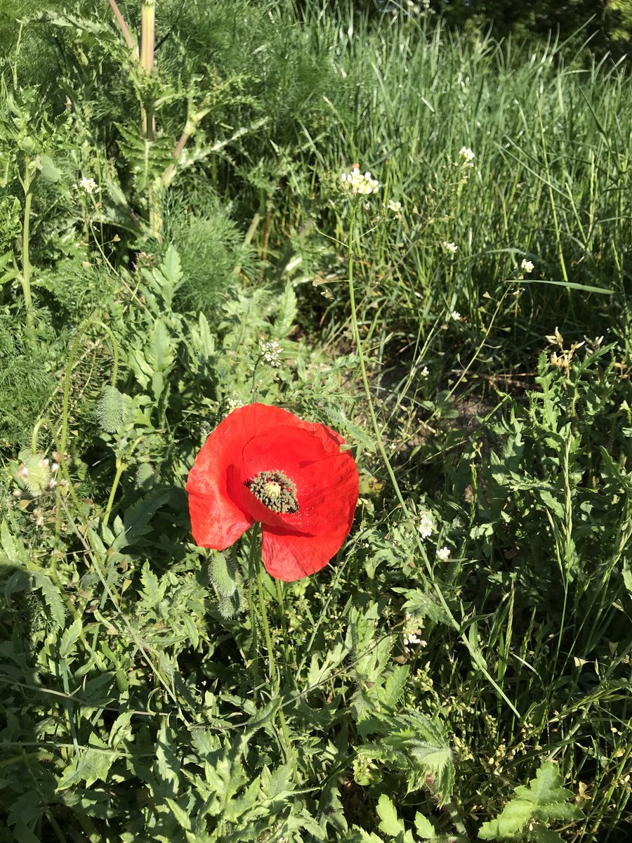 machine_support's tweet image. Walking the dog this morning and came across this solitary poppy, wasn’t there yesterday. #VEDay75 #respect