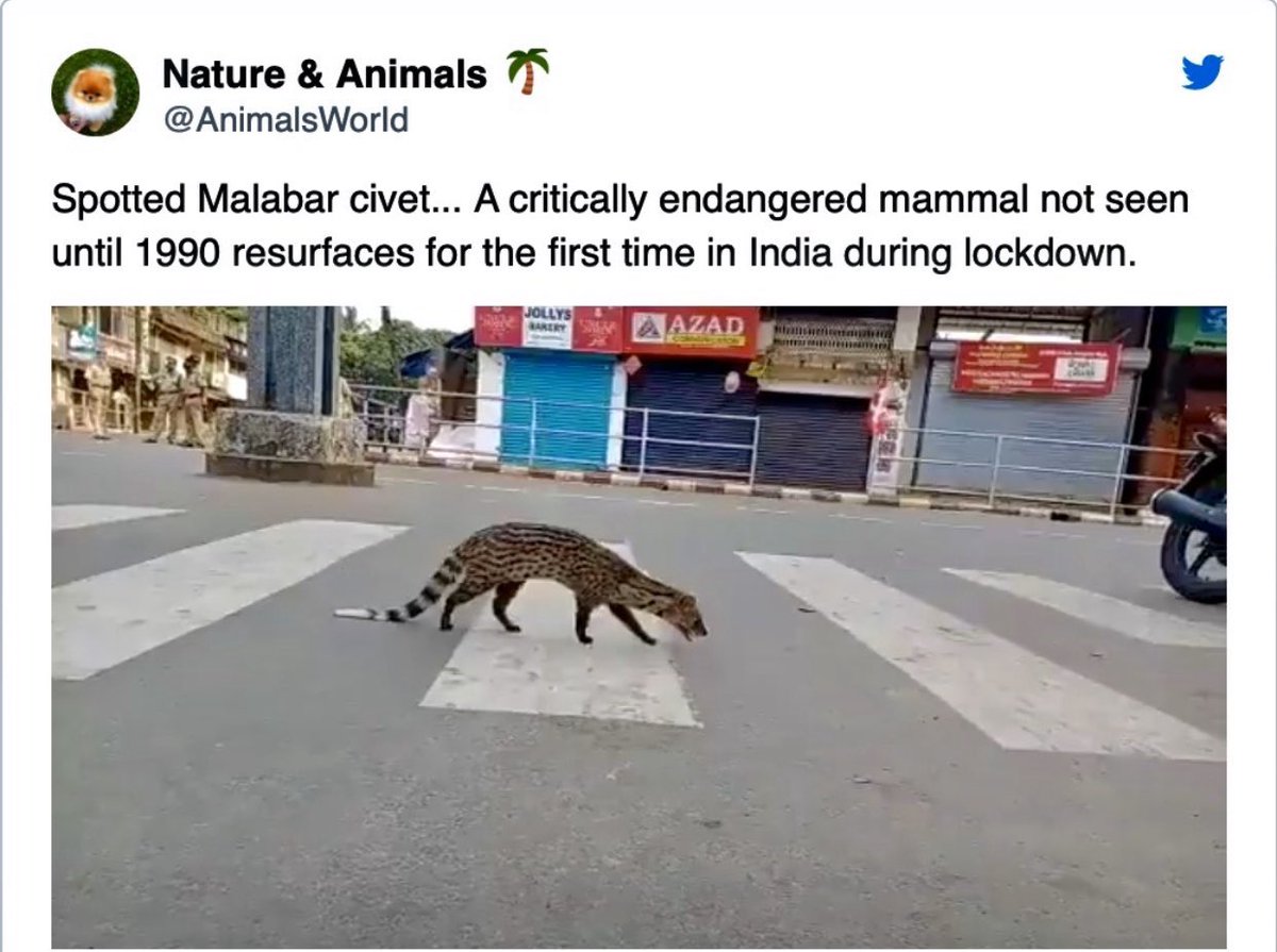 🔴🐾🍀🌍Participez à notre challenge #OPENMAPOFTHEGLOBALPAUSE lancement aujourd'hui. Construisez avec nous la carte des effets bénéfiques de l'arrêt de l'activité humaine. 
univ-cotedazur.fr/globalpause