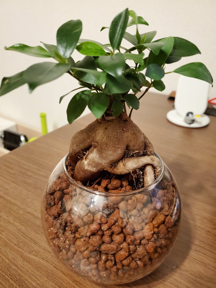 Yuichi Uemura ハイドロカルチャーなのでそこまで大きくはならない気はしてますw