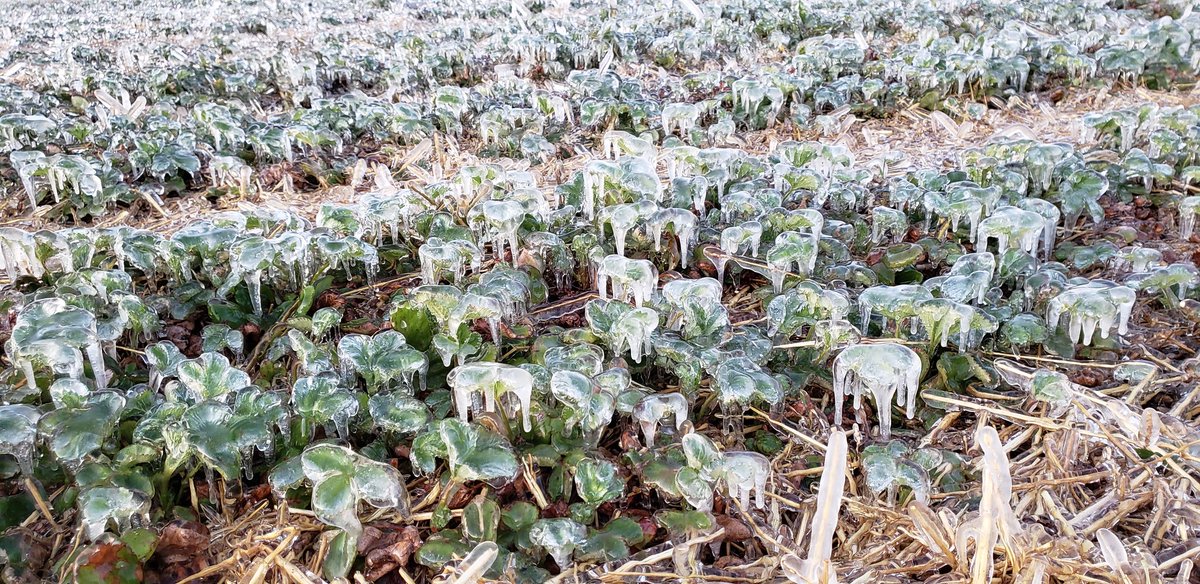 Stephanie Smith tweet media