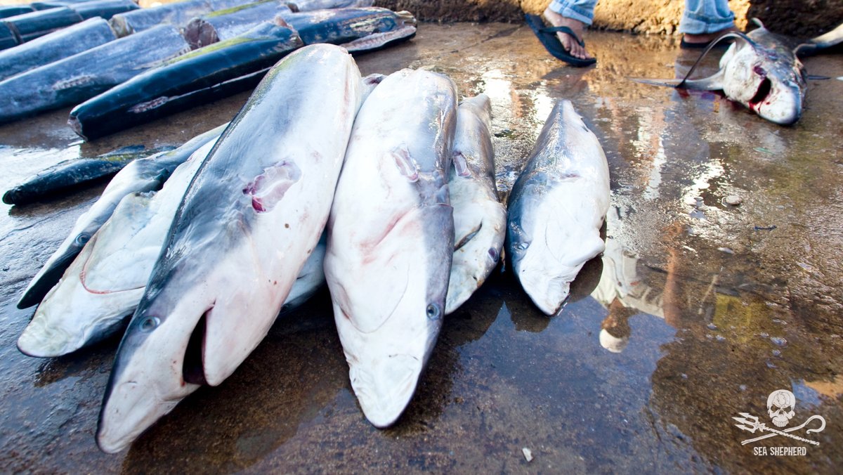 StopFinningEU's tweet photo. Make an #impact for #Europe today on #EuropeDay: Help ending the #trade with #sharkfins and #stopfinningEU 🦈! Sign the #EU #Citizens #Initiative https://t.co/kFxVj7W6yW Photo @seashepherd https://t.co/fSdkl4HpR1