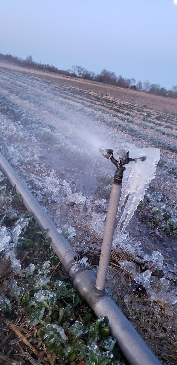 In 42 years of strawberry production in southern MI, we've never made more ice to protect our crop 🍓🙏 hope we did enough #familyfarm