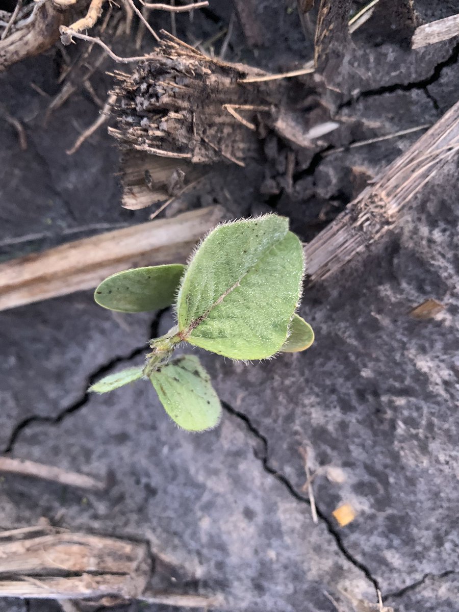 Well, registered 26.9 low so far overnight at ground level in emerged soybeans in W IL, with frost on the soybean leaves and in my yard, but my truck windshield wasn’t frozen, praying that we didn’t freeze the beans, we will find out next week! @GMK_Agronomy <a href="/InVISION_HiSOY/">FSInVISION_FSHiSOY</a>