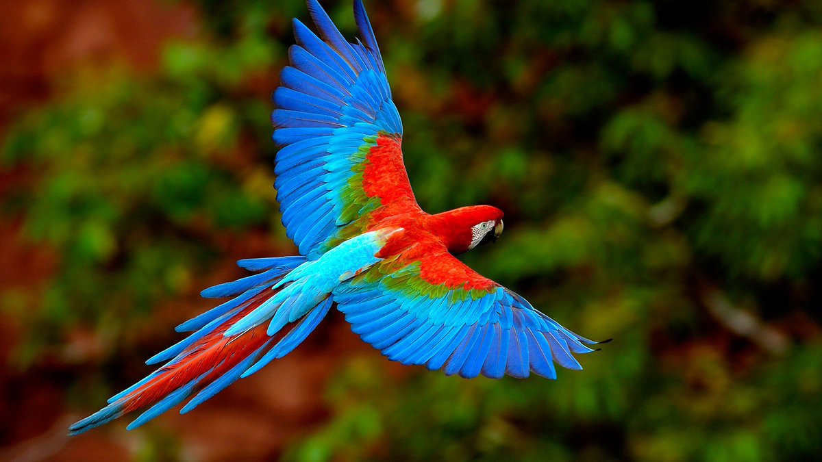 The #macaw is a sacred power animal for the #Ingatribe of Putamayo, Colombia. It represents grace and ease. It is the guardian, the protector of the air element and of the winds, carrying prayers to the heavens.