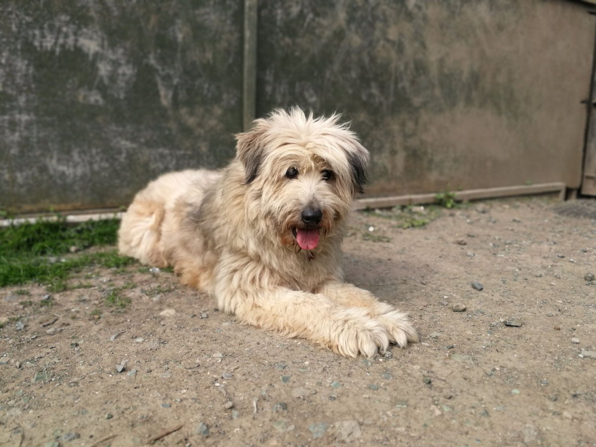 OakwoodRescue's tweet photo. My name is Louie, I am 11 and fully blind - at least that's what the humans told me, I just happily sniff my way around the world 🤷🏻‍♀️ I love going on walkies, having cuddles and playing! If you're wondering how I can do that when I can't see anything I'll show you a bit later 😘 https://t.co/JSOoqjEQcW