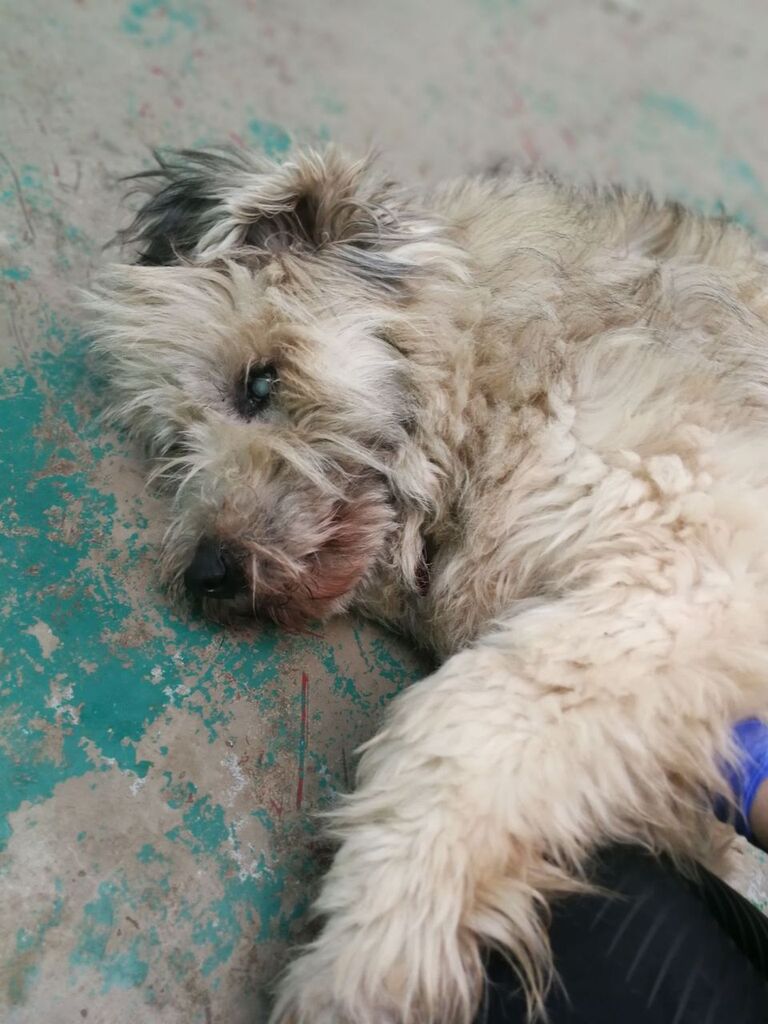 OakwoodRescue's tweet photo. My name is Louie, I am 11 and fully blind - at least that's what the humans told me, I just happily sniff my way around the world 🤷🏻‍♀️ I love going on walkies, having cuddles and playing! If you're wondering how I can do that when I can't see anything I'll show you a bit later 😘 https://t.co/JSOoqjEQcW
