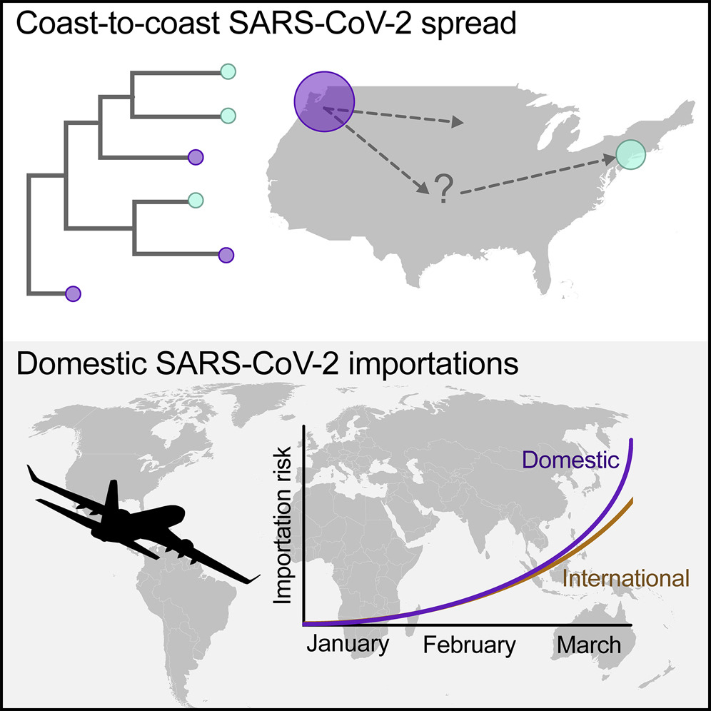 US restricted flights from China Feb 2nd, Europe on Mar 13th. But precautionary domestic restrictions (esp from NY, Seattle hotspots) wasn't even considered. New research — Virus spread coast to coast more by domestic air travel than intl flights by March  https://www.cell.com/cell/fulltext/S0092-8674(20)30484-0