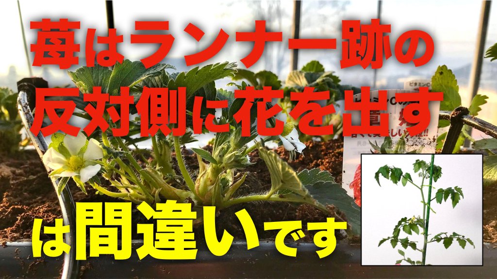 宮﨑大輔 イチゴテック Youtube更新 いちごはランナー跡の反対側に花を出す説 に異議を唱えます ついでにトマトも いちごとトマトの植え方と植える向きをプロが解説 T Co Gsrji6j3np