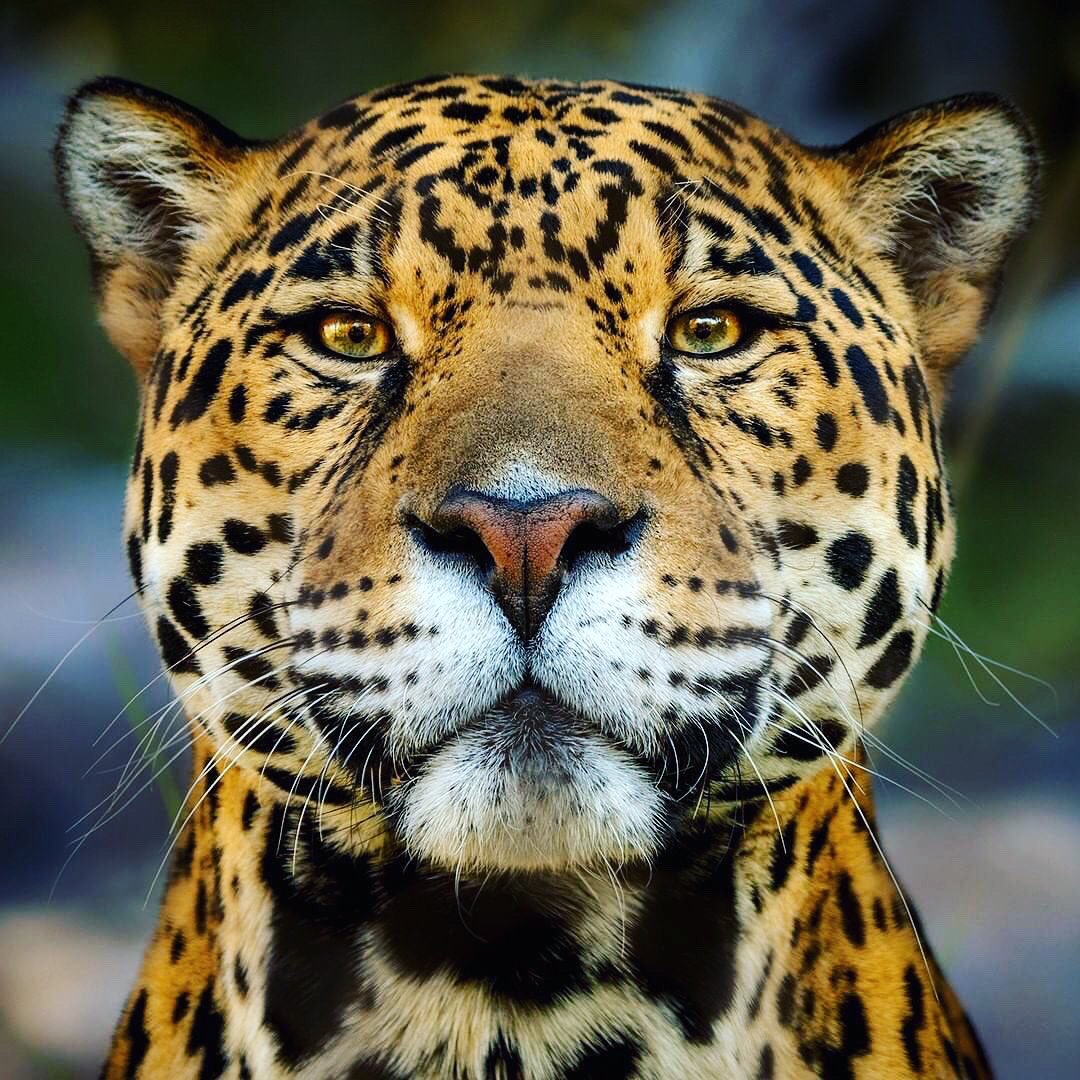 The #jaguar is represents power, ferocity, and valor. For some, the jaguar represents the power to face one’s fears, or to confront one’s enemies. Also associated with vision with their ability to see during the night and to look into the dark parts of the human.
