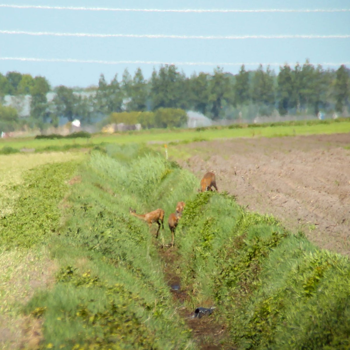 ddvinbeeld's tweet photo. Genieten van 't verse groen in 't #Reestdal #hardenberg https://t.co/x1O9Q9JVjm