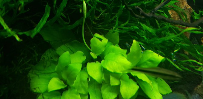 咲いた 水槽に咲く花 アヌビアスナナ お天道様は今日も見ている