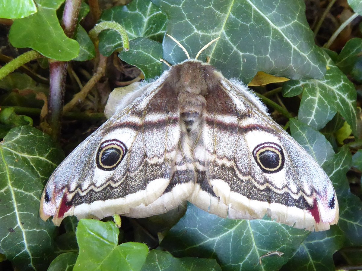 KateRisely's tweet photo. Woooooah! Look what was in the moth trap last night. Emperor moth, not seen one for years. @norfolkmoths #teammoth #mothsmatter https://t.co/O9ivewuZgO