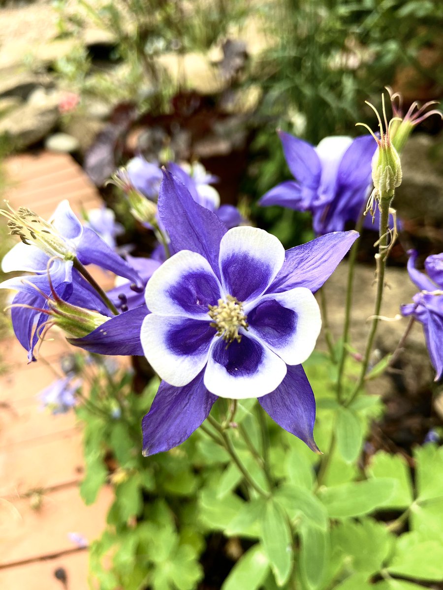 HelenWilmott's tweet image. @TheMontyDon marvelling at the natural beauty of flowers #geometryinnature