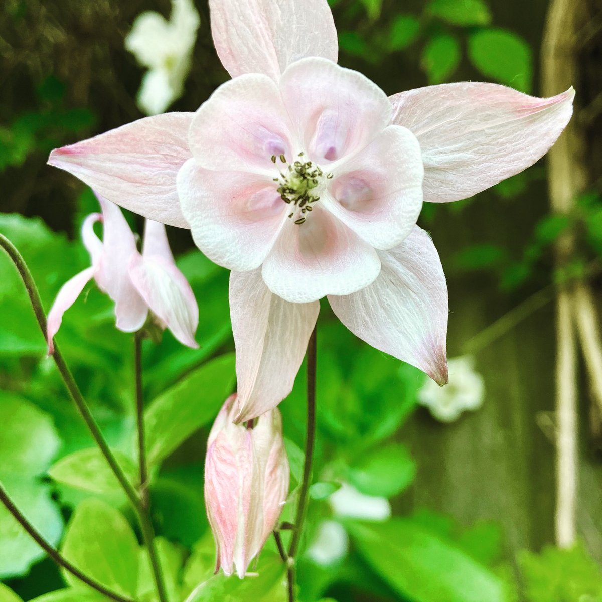 HelenWilmott's tweet image. @TheMontyDon marvelling at the natural beauty of flowers #geometryinnature