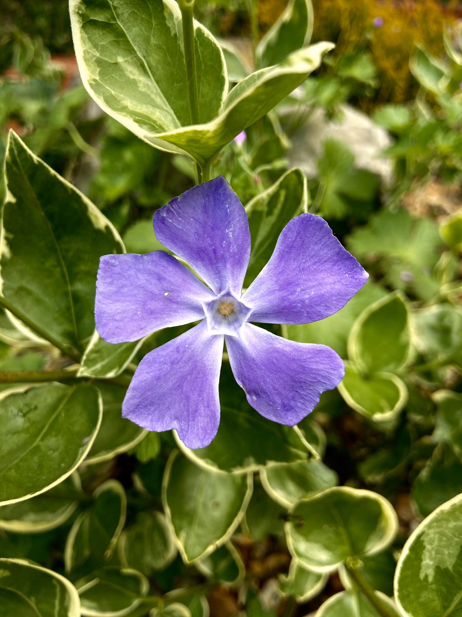 HelenWilmott's tweet image. @TheMontyDon marvelling at the natural beauty of flowers #geometryinnature