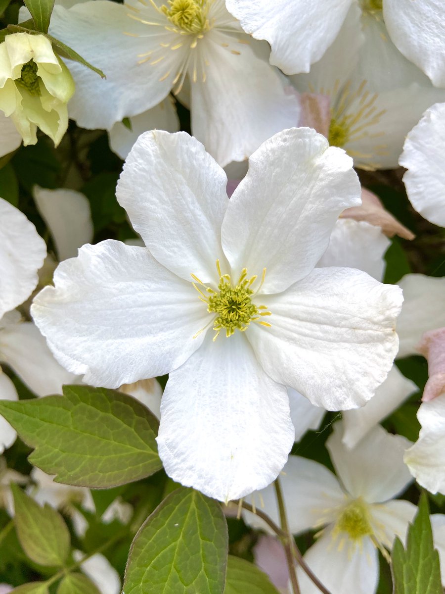 HelenWilmott's tweet image. @TheMontyDon marvelling at the natural beauty of flowers #geometryinnature