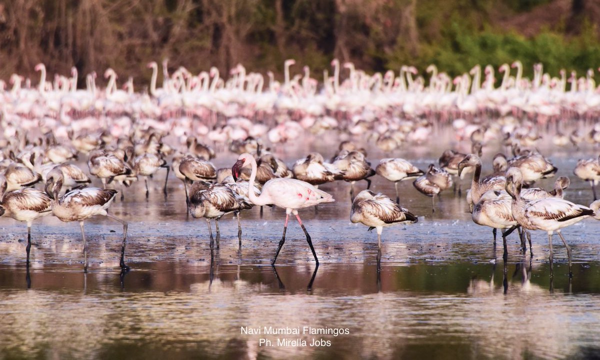 MirellaJobs's tweet photo. I miss a lot only my best friends the pink flamingos of Navi Mumbai... #WorldMigratoryBirdDay #flamingos #talawe ❤️🦩🦩🦩 https://t.co/a0EFm9TbAo