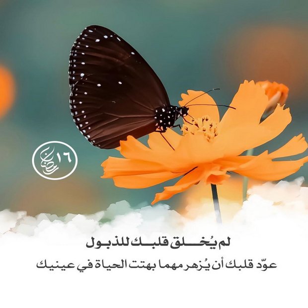 #رمضان 16
يارب طمأنينة وعفو ومغفرة كالغيث المهيب  تصيب أرجاء قلوبنا فتزيل عنها أثقالها يارب خبر يشبه المطر . فرحة تجدد شعور الحياة.🙏