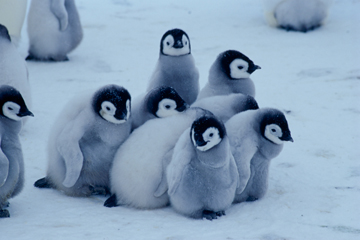 動物の習性図鑑 皇帝ペンギンのヒナ 皇帝ペンギンのヒナは集団で 寒さや危険から身を守る為に 群れを作ります この行動を クレイシ と呼びます T Co Ob7wccjria Twitter