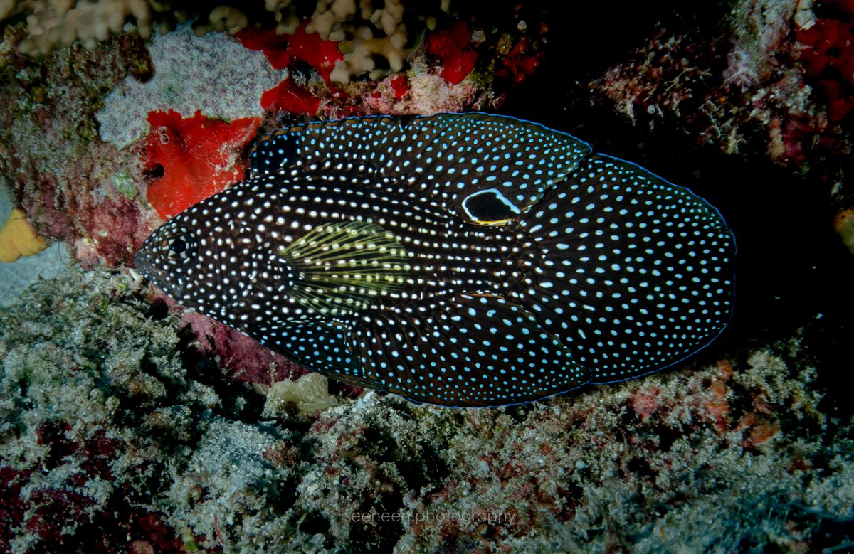 mohamedseeneen's tweet photo. Comet fish Calloplesiops altivelis  
Local Name:Dhunthari maselusive very shy! Found this one Kuda Kali South Male' Atoll 15m of depth. 
Reminds me of a💃Spanish dancer with Polka dots. #Maldives #Calloplesiops #altivelis #Fish #nikon80 https://t.co/zYlvTKJOyw