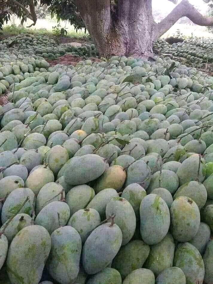 The amount of fruits that gets wasted in our state is alarming.No single industry in the state to help reduce the high rate of wastage.Just look at this amount of mangoes that get wasted #BenueTwitter  #BenueElites