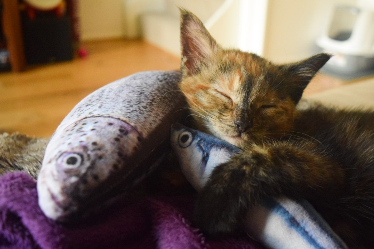 _taismoreno's tweet photo. Caturday ❤️ https://t.co/lpKNETERGO