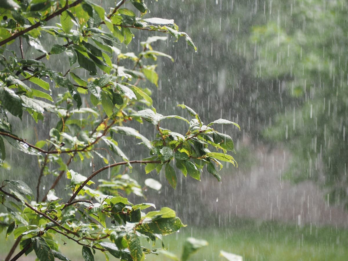 SeedballsCI's tweet photo. #TimeToPlant ca y es, le bon moment arrive. Le #temps de #semer. Il est temps de #répandre nos #seedballs. Il est temps de mettre nos extraordinaires #BallesDeGraines dans la nature. Oui, Il y a un temps pour tout. #ThinkLikeATree #PlanteTaForêt https://t.co/6bNSZaDEDj