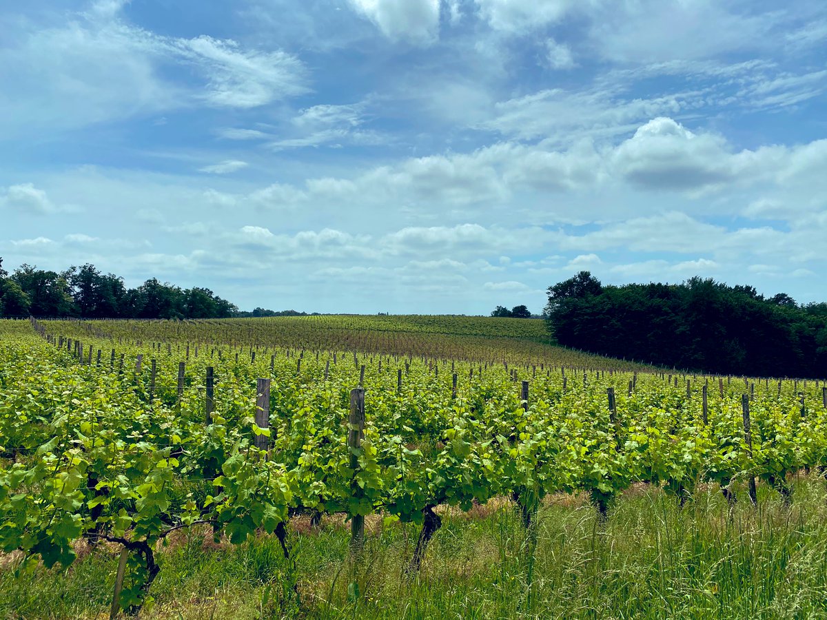 Another storm and risk of hail forecast for tonight. The vines are looking great - but pretty vulnerable right now.   #yearinthevineyard   #bdx20