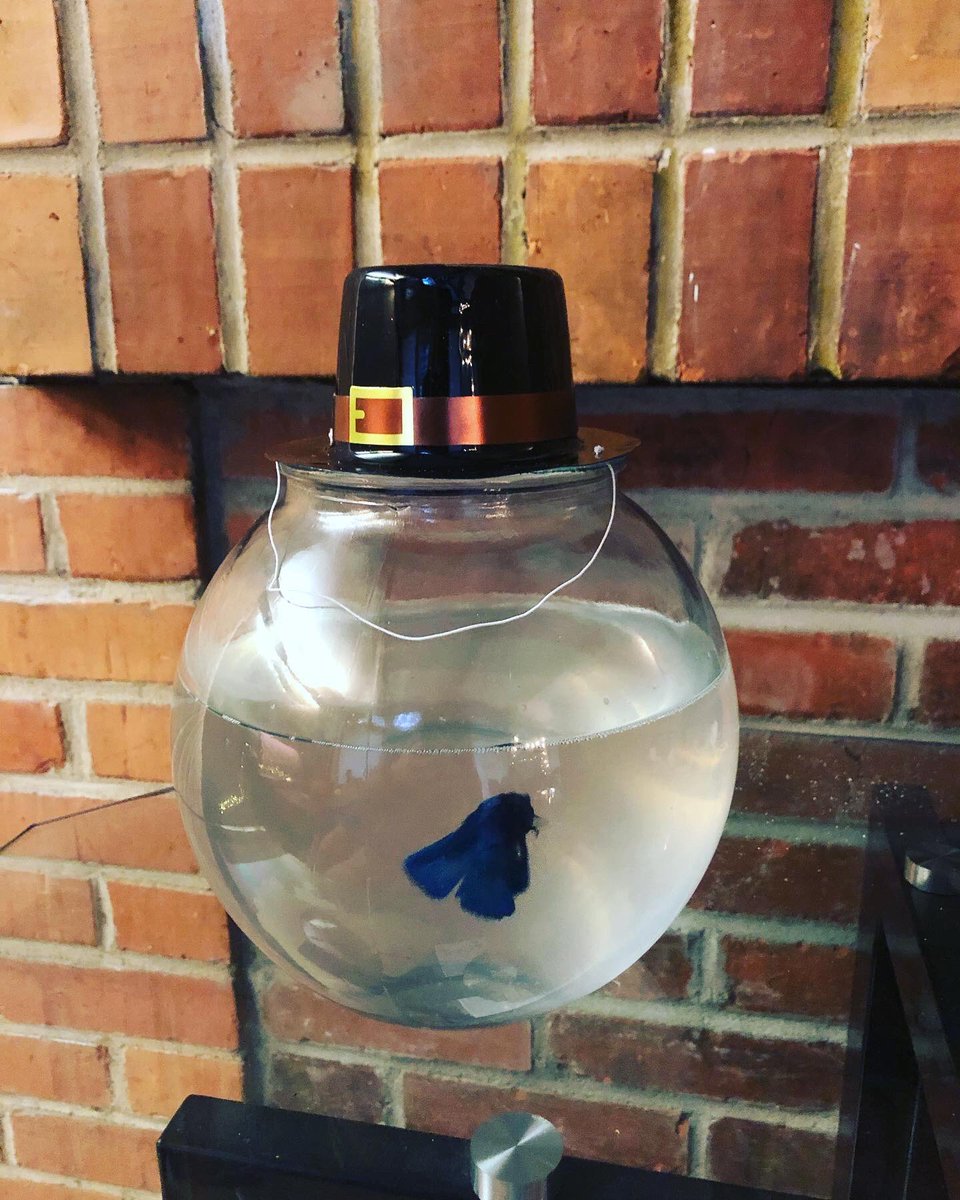 lucy_burch11's tweet photo. @madi_brooke16 Hello here is my fish Gerald in a tiny pilgrim hat https://t.co/TpInW5ooDs