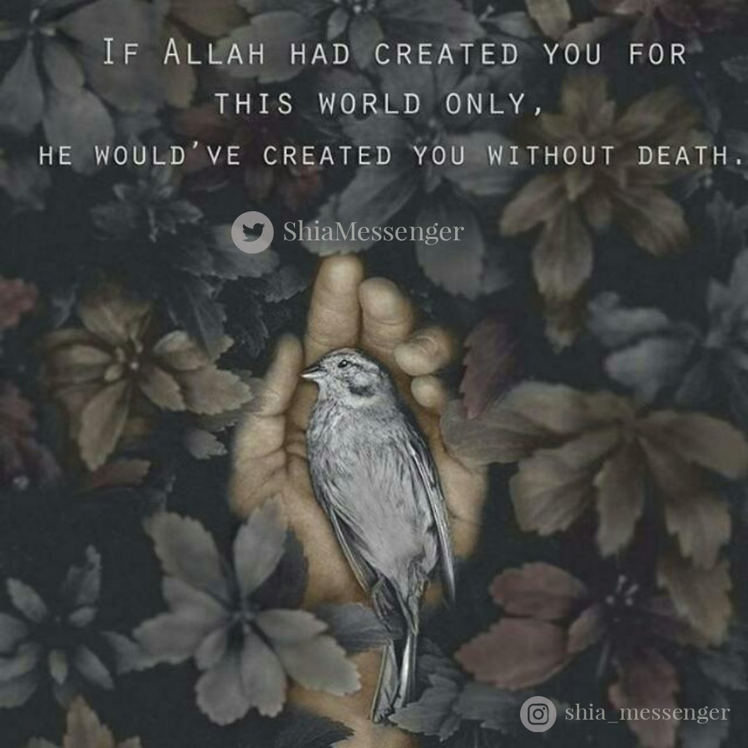 Shia Political Islam tweet media