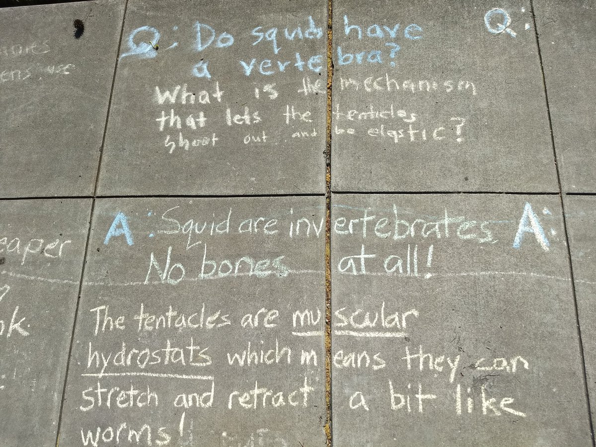 I've been trying to avoid sullying the sidewalk with jargon, but I just couldn't help describing tentacles as muscular hydrostats. So many of the best things in biology are!  https://en.wikipedia.org/wiki/Muscular_hydrostat