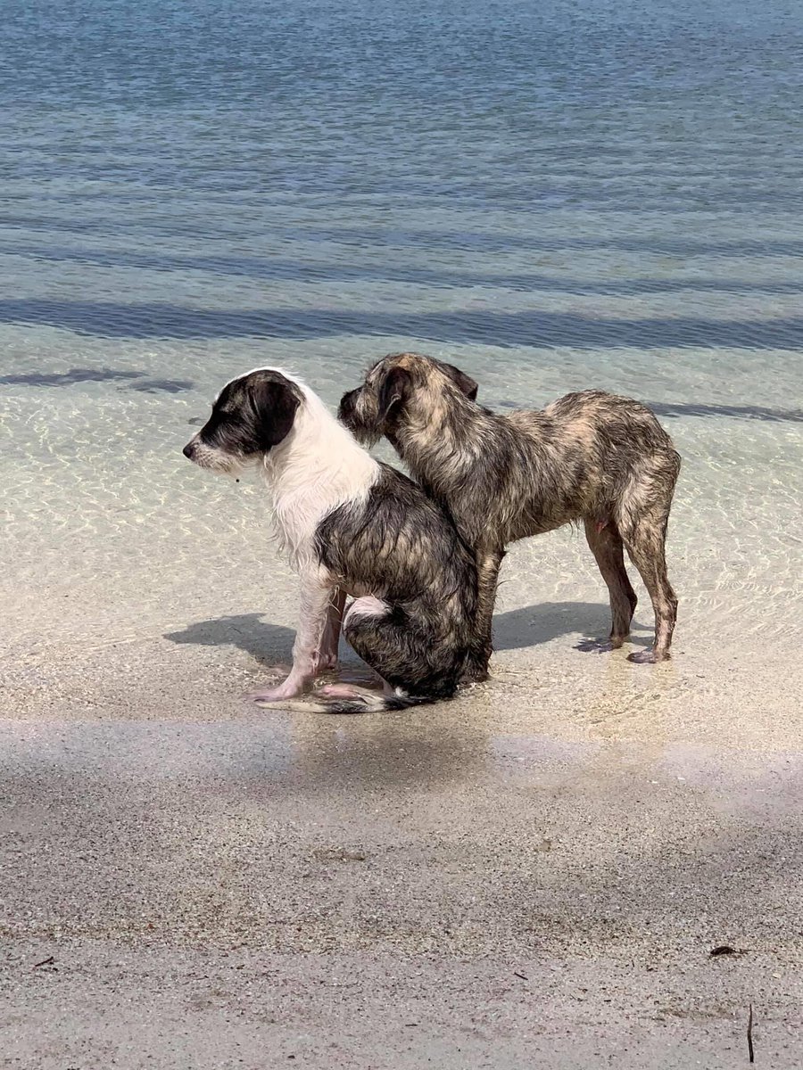 RemiMartinPR's tweet photo. En la playita de Puerto Real, Cabo Rojo hay muchos perritos 🐶  desamparados.

Todos aquellos que su corazón a sido tocado y pueden pasar en su tiempo libre y llevarles comida y agua, los perritos se lo agradecerían un mundo y Dios también.

Vía Yajaira Barber https://t.co/DHan76ORhW
