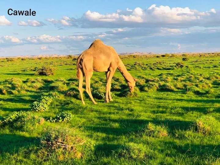 Abdiwelisulub's tweet photo. Dooxada Bixin Puntland, Soomaaliya oo barwaaqeysan, Raxmadda eebe maasheesay maasha allaah!
Sawirqaade: #Cawaale.
#Xigasho #GEYLAN https://t.co/li8QOBtYhY