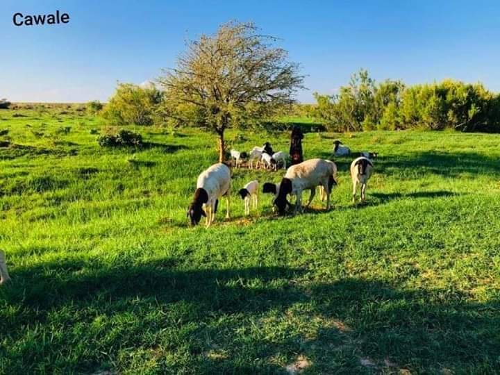 Abdiwelisulub's tweet photo. Dooxada Bixin Puntland, Soomaaliya oo barwaaqeysan, Raxmadda eebe maasheesay maasha allaah!
Sawirqaade: #Cawaale.
#Xigasho #GEYLAN https://t.co/li8QOBtYhY
