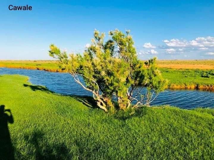 Abdiwelisulub's tweet photo. Dooxada Bixin Puntland, Soomaaliya oo barwaaqeysan, Raxmadda eebe maasheesay maasha allaah!
Sawirqaade: #Cawaale.
#Xigasho #GEYLAN https://t.co/li8QOBtYhY