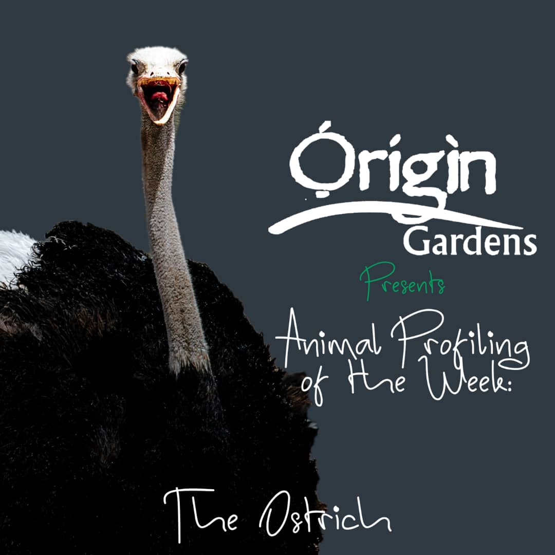 origin_gardens's tweet photo. How well do you know the "Struthios Camelus"?
 😅 that's also know as the "Ostrich"..
Check out the Ostrich Profile below: https://t.co/KMDw7KmJDI
