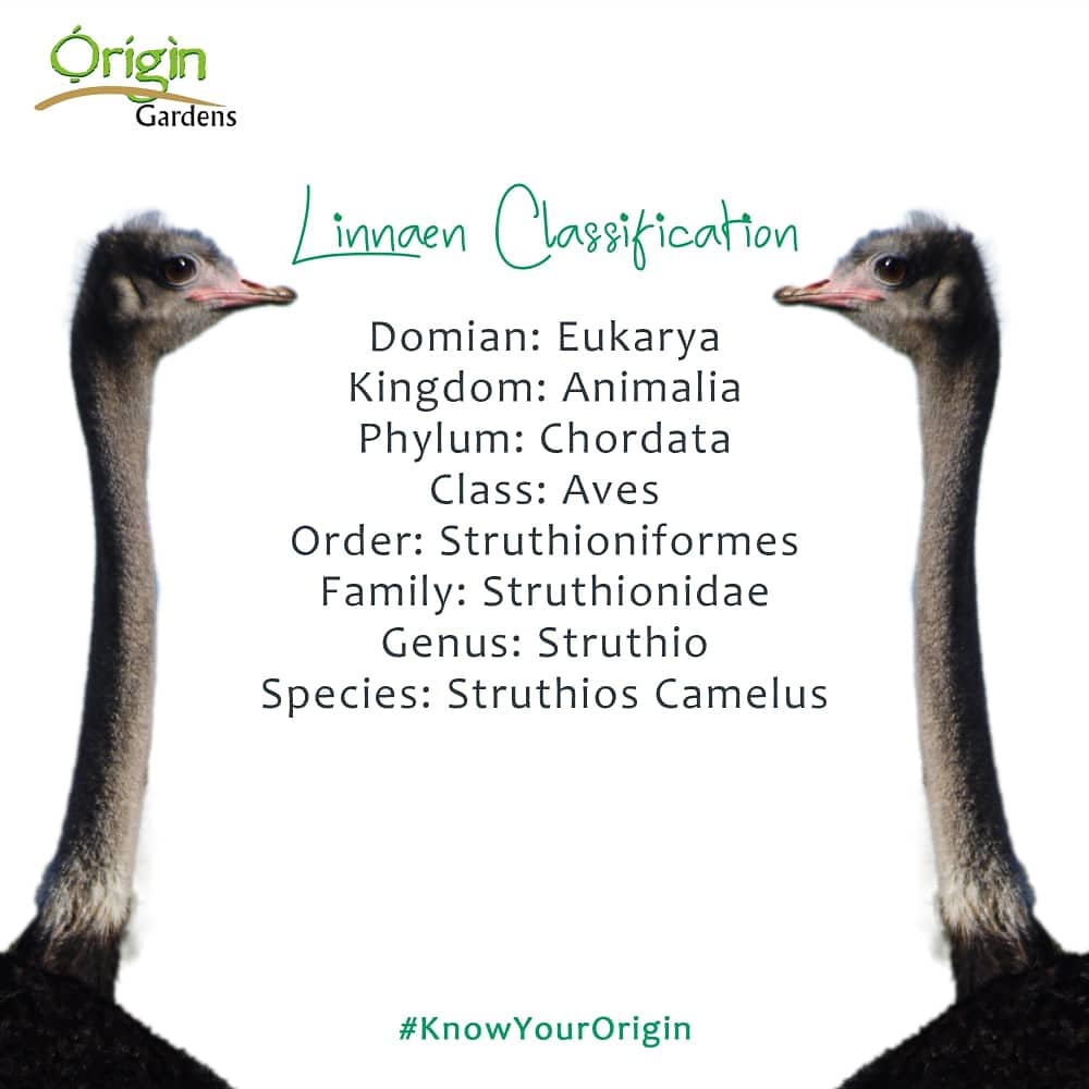 origin_gardens's tweet photo. How well do you know the "Struthios Camelus"?
 😅 that's also know as the "Ostrich"..
Check out the Ostrich Profile below: https://t.co/KMDw7KmJDI